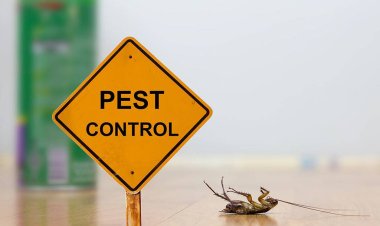 5 Chemical Treatments You Can Try At Home To Control Pests