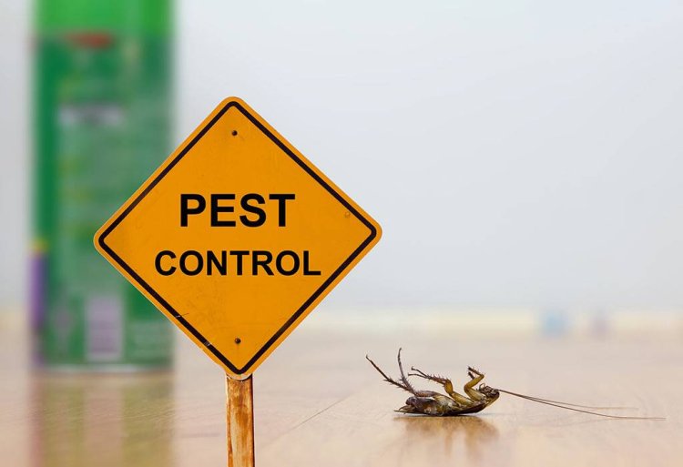 5 Chemical Treatments You Can Try At Home To Control Pests