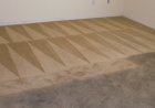 Highest Risk Destroyers That Can Damage Your Carpets