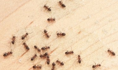 Giving Your Meal To The Ant Colony? Here Are Some Advice