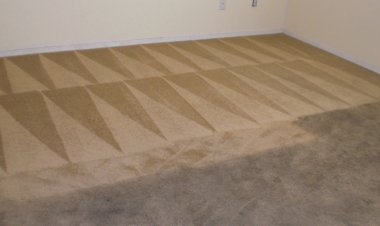 Highest Risk Destroyers That Can Damage Your Carpets