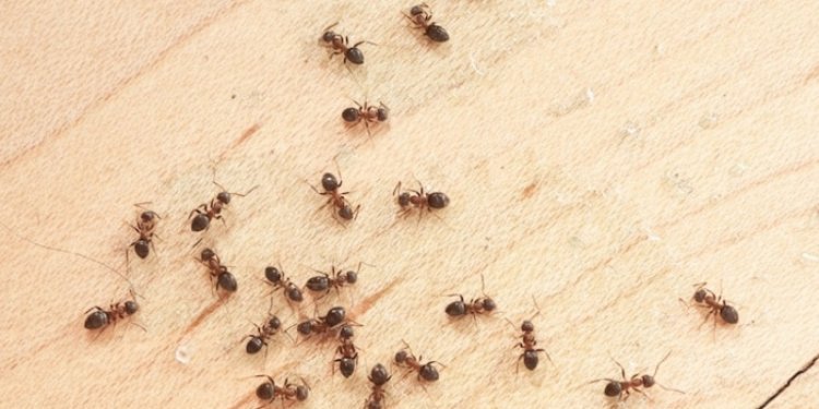 Giving Your Meal To The Ant Colony? Here Are Some Advice