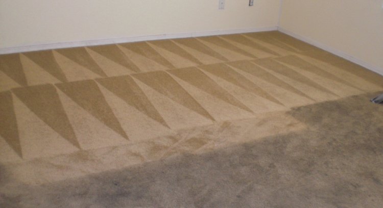 Highest Risk Destroyers That Can Damage Your Carpets