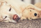 Consider Carpet Repair When Preparing, And Worry Less About Pets
