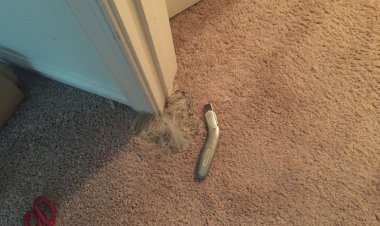 Types of Carpet Repair Services Offered by Experts