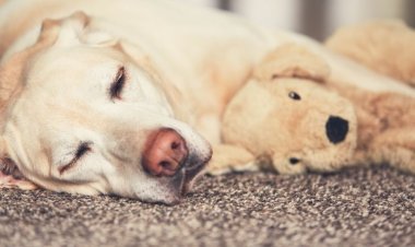 Consider Carpet Repair When Preparing, And Worry Less About Pets