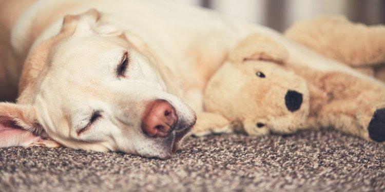 Consider Carpet Repair When Preparing, And Worry Less About Pets