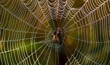 What Are The Different Kinds Of Pests That You Can Find In And Around Your House