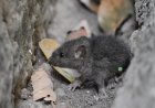 Rodents Are Harmful- How To Tackle Rodent Infestation?