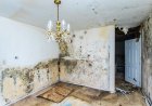 What To Expect When Water Damage Goes Untreated?