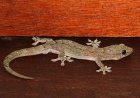 Best And Natural Ways To Get Rid Of Lizards