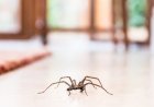 How To Get Rid Of Spiders In Your House