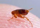 Things You Need To Know About Fleas And Harms They Can Cause