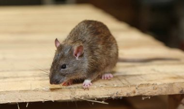Why Do You Require Rodent Control in Your Commercial Space?