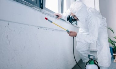 Health Hazards Caused By Pest Infestation At Home