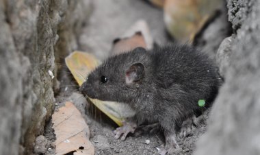 Rodents Are Harmful- How To Tackle Rodent Infestation?