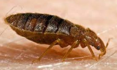 How To Get Rid Of Bedbugs Easily?