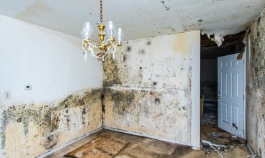 What To Expect When Water Damage Goes Untreated?