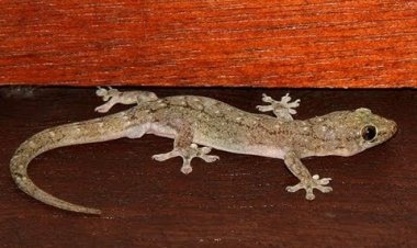 Best And Natural Ways To Get Rid Of Lizards