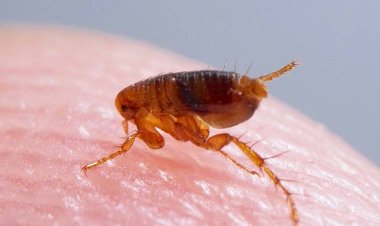 Things You Need To Know About Fleas And Harms They Can Cause