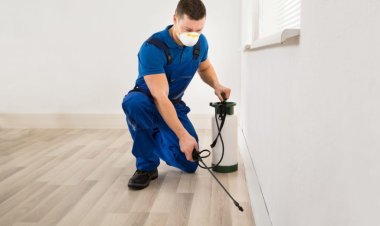 Why You Should Hire Professionals For Pest Control