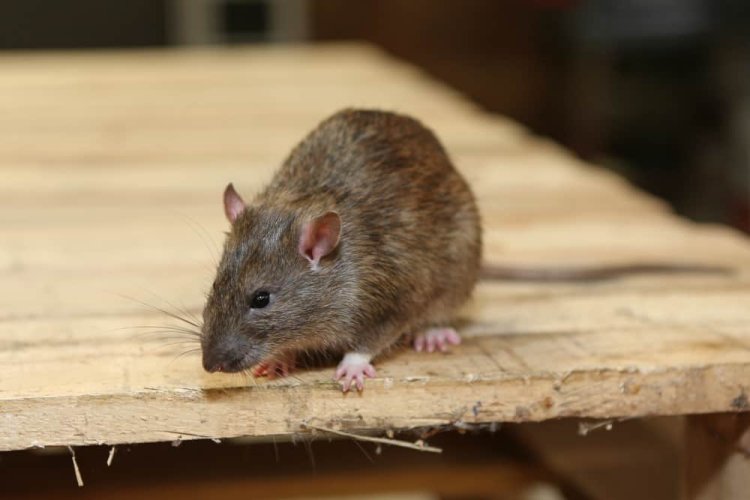Why Do You Require Rodent Control in Your Commercial Space?