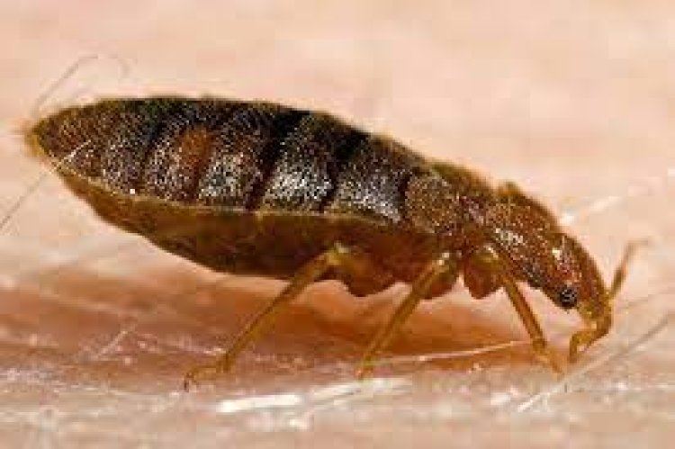 How To Get Rid Of Bedbugs Easily?