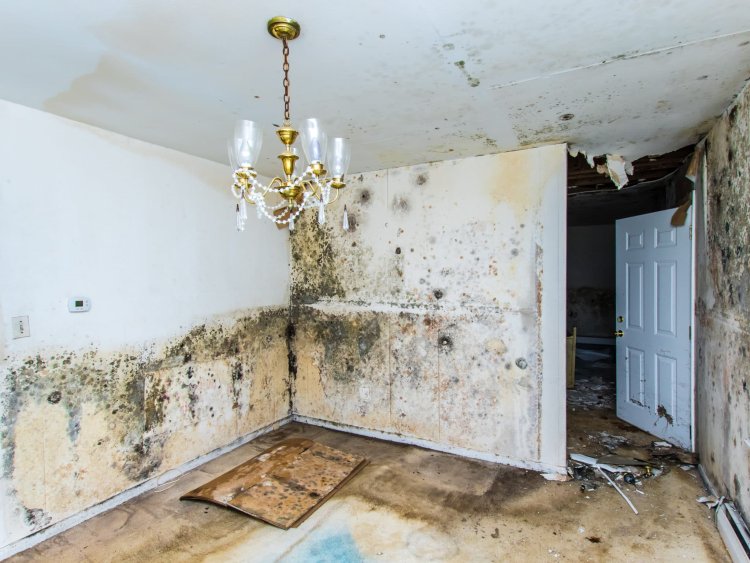 What To Expect When Water Damage Goes Untreated?