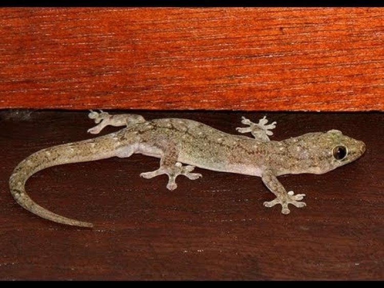 Best And Natural Ways To Get Rid Of Lizards