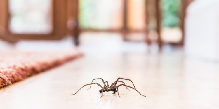How To Get Rid Of Spiders In Your House