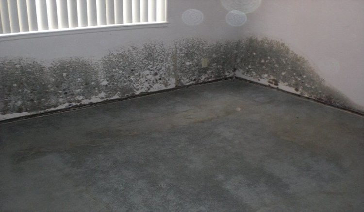 Importance of The Carpet Water Damage Restoration