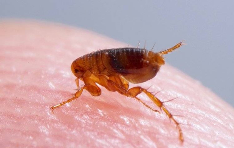 Things You Need To Know About Fleas And Harms They Can Cause