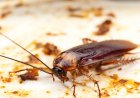 The Role of Proper Sanitation in Pest Prevention