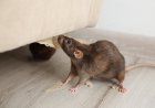 Outsmarting Rodents: How to Keep Rats and Mice Away from Your Property
