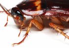 How to Get Rid of Unwanted Pests in Perth