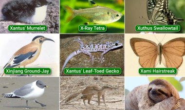 What Animals Start With X