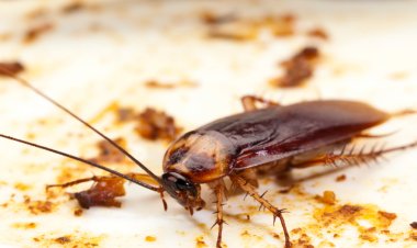 The Role of Proper Sanitation in Pest Prevention
