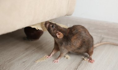 Outsmarting Rodents: How to Keep Rats and Mice Away from Your Property