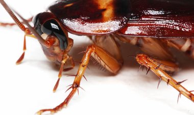 How to Get Rid of Unwanted Pests in Perth