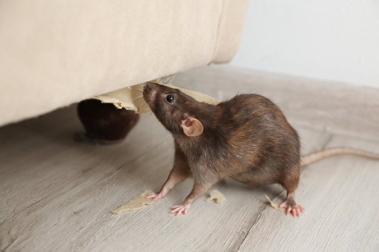 Outsmarting Rodents: How to Keep Rats and Mice Away from Your Property