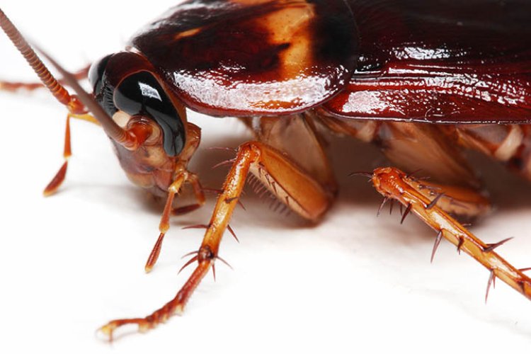 How to Get Rid of Unwanted Pests in Perth