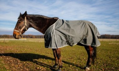 The Ultimate Guide to Purchasing the Perfect Summer Horse Rug in Australia