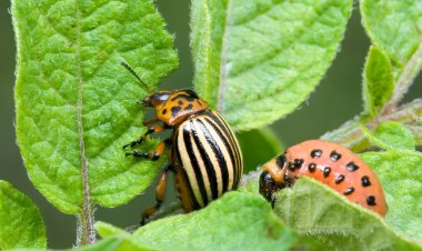 Emergency Pest Control: Swift Solutions When Pests Strike