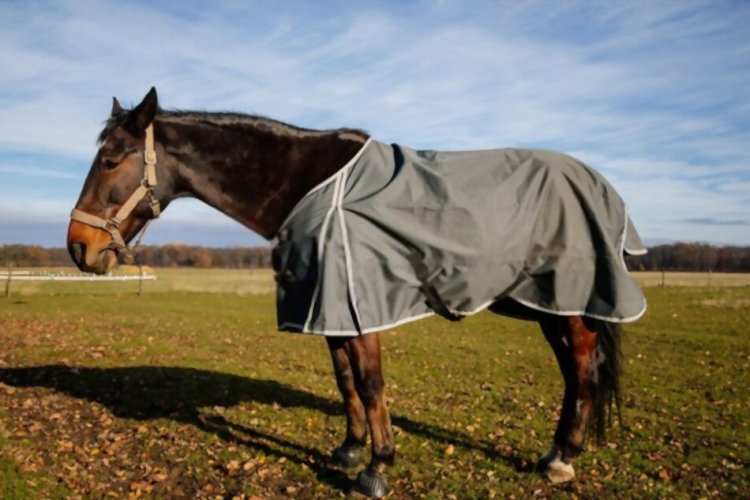 the-ultimate-guide-to-purchasing-the-perfect-summer-horse-rug-in