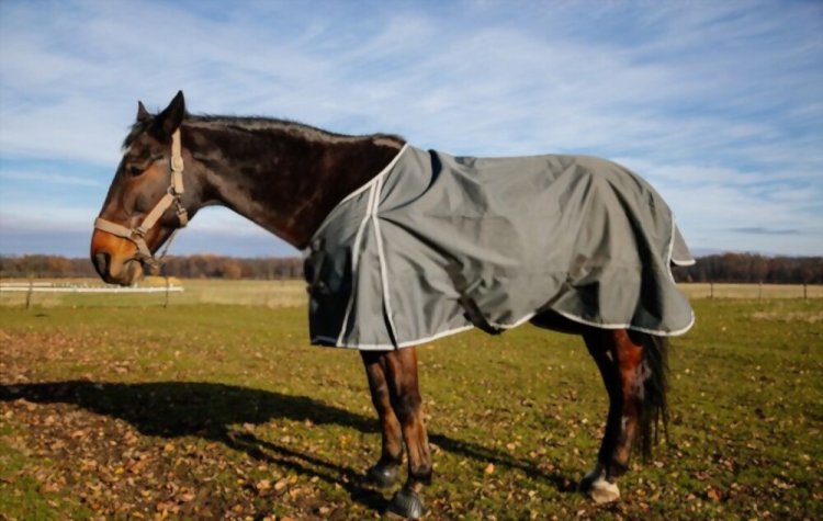 The Ultimate Guide to Purchasing the Perfect Summer Horse Rug in Australia