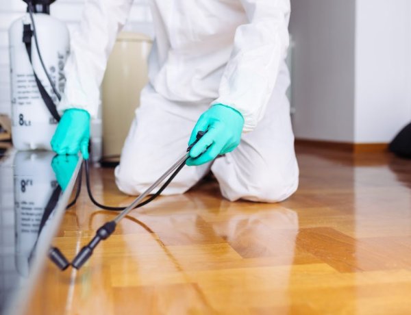 Why Pest Control is Essential for Restaurants: Don't Let Your Reputation Get Eaten Alive!